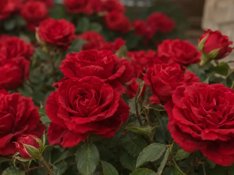 Rose rosse